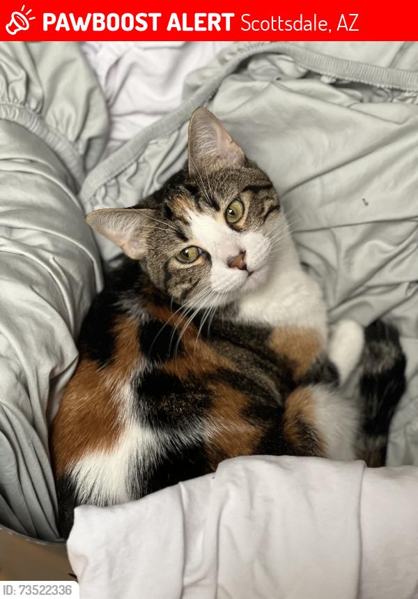 Lost Female Cat last seen Roosevelt/South Scottsdale, Scottsdale, AZ 85257