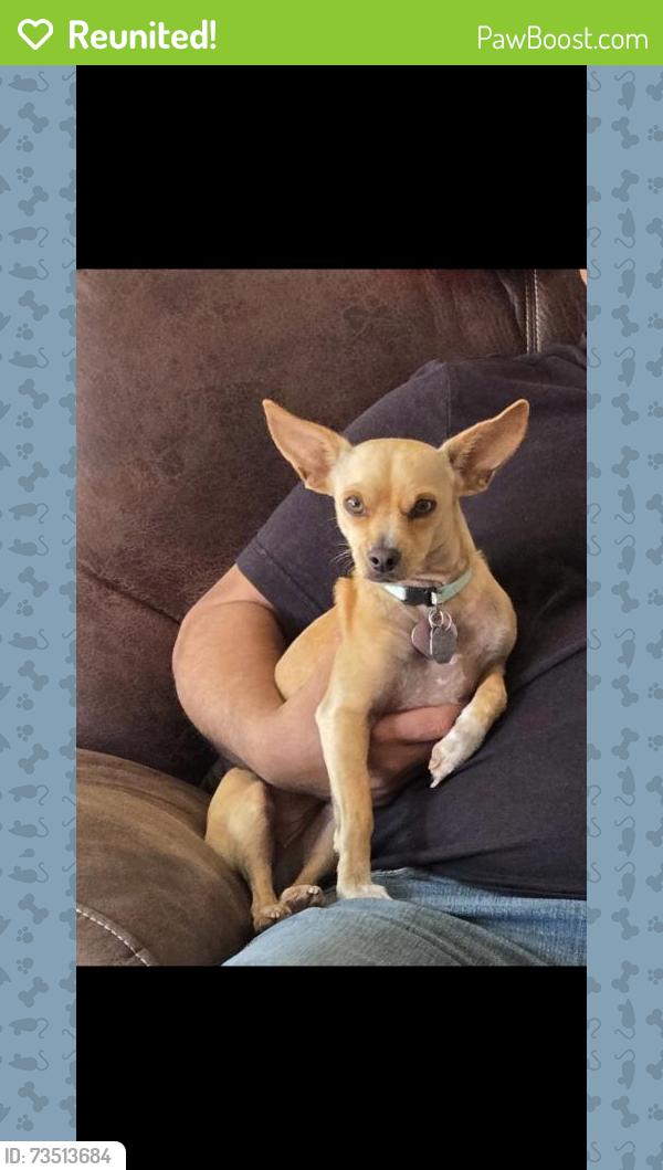 Reunited Female Dog last seen Near East Rosemonte Dr 85050, Phoenix, AZ 85050