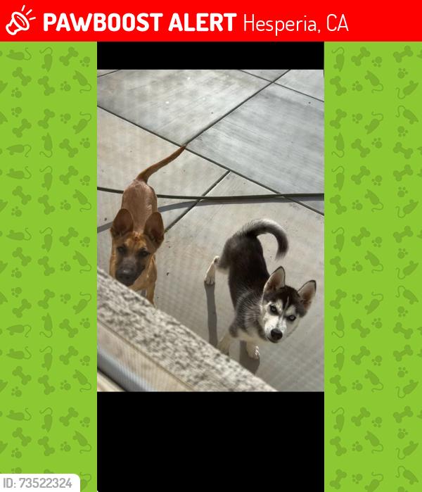 Lost Female Dog last seen Near Fresno Street, Hesperia, CA 92345