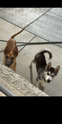 Lost Female Dog last seen Near Fresno Street, Hesperia, CA 92345