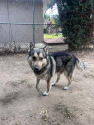 Lost Male Dog last seen Etiwanda ave & Riverside ave, Rialto, CA 92376