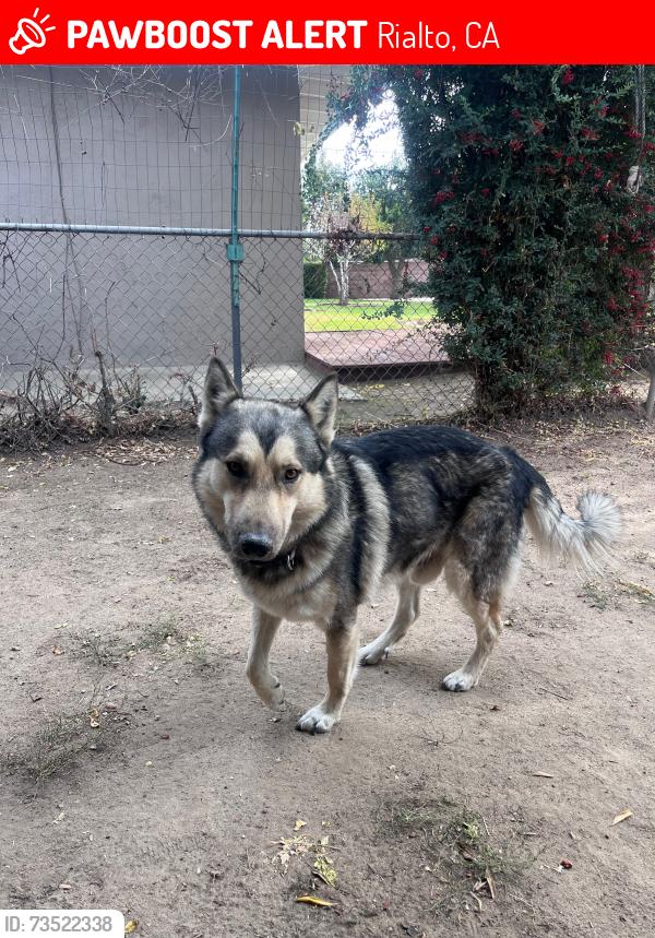 Lost Male Dog last seen Etiwanda ave & Riverside ave, Rialto, CA 92376