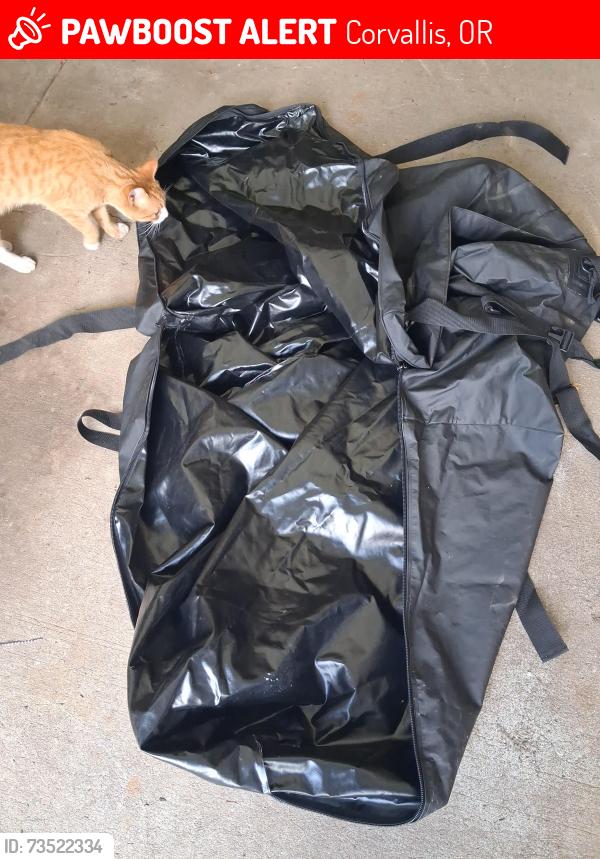 Lost Male Cat last seen Scott st and the corner of near st, Corvallis, OR 97333