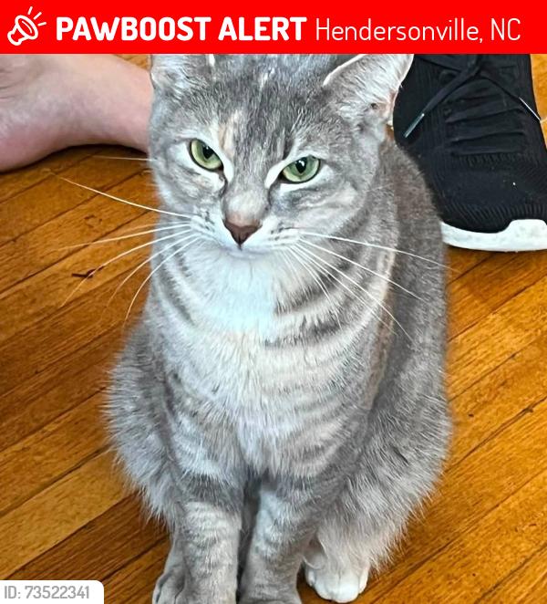 Lost Female Cat last seen 5th n main st, Hendersonville, NC 28792