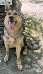 Reunited Male Dog last seen Was on Knight road but ran into the woods into the Carlton Ln neighborhood, Broadway, NC 27505