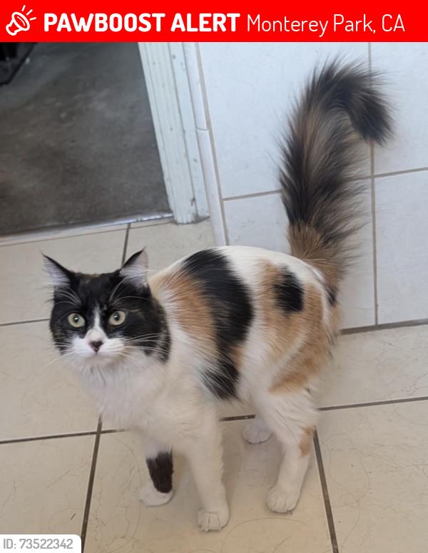 Lost Female Cat last seen 1st street and Atlantic blvd, Monterey Park, CA 91754