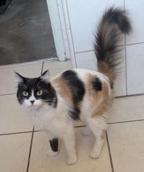 Lost Female Cat last seen 1st street and Atlantic blvd, Monterey Park, CA 91754