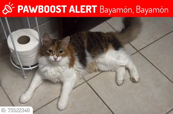 Lost Female Cat last seen Calle Hidalgo y Avenida Santa Juanita, Urb. Santa Juanita, Bayamón, Bayamón 00956