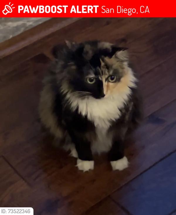 Lost Female Cat last seen Idk%}€, San Diego, CA 92124