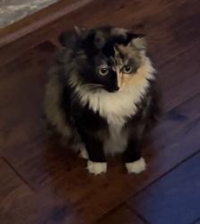 Lost Female Cat last seen Idk%}€, San Diego, CA 92124