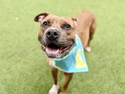 Shelter Stray Male Dog last seen Near Laconia Avenue, BRONX, NY, 10466, 326 E 110th St, New York, NY 10029, USA