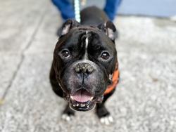 Shelter Stray Male Dog last seen Riverside Park, NEW YORK, NY, 10025, 326 E 110th St, New York, NY 10029, USA