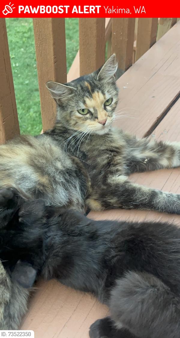 Lost Female Cat last seen Near Summitview Ave, Yakima, WA 98902