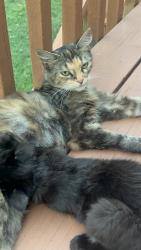 Lost Female Cat last seen Near Summitview Ave, Yakima, WA 98902