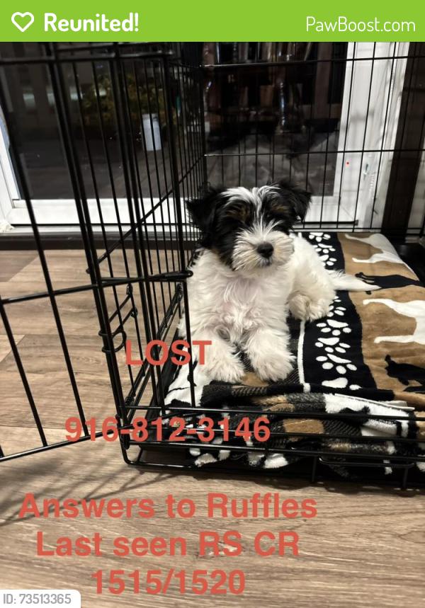 Reunited Female Dog last seen FM 2737, Rains County, TX 75472