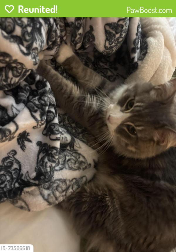 Reunited Male Cat last seen Pflumm & Johnson Dr, Shawnee, KS 66216