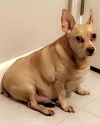 Lost Male Dog last seen By the neighborhood of 3012 Jubilee Lane, Fairfield CA, Fairfield, CA 94533