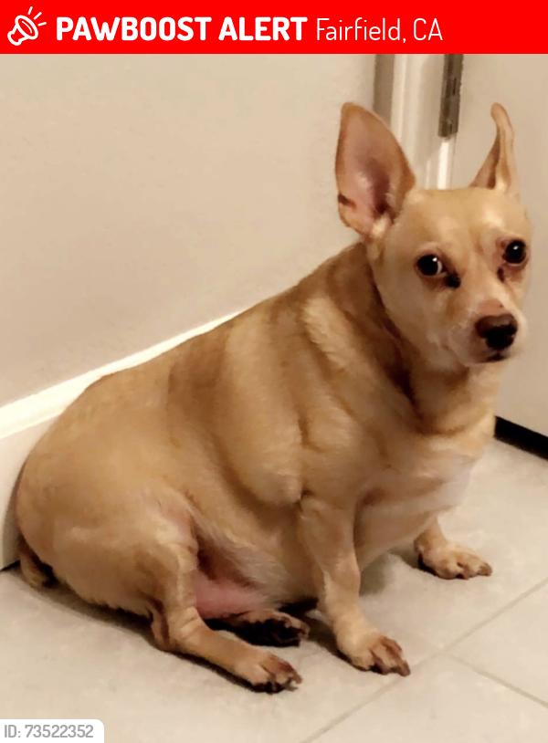 Lost Male Dog last seen By the neighborhood of 3012 Jubilee Lane, Fairfield CA, Fairfield, CA 94533
