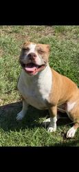Reunited Female Dog last seen Heritage Plantation, Okaloosa County, FL 32567