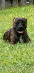 Reunited Male Dog last seen Heritage Plantation Community in Laurel Hill, Okaloosa County, FL 32567