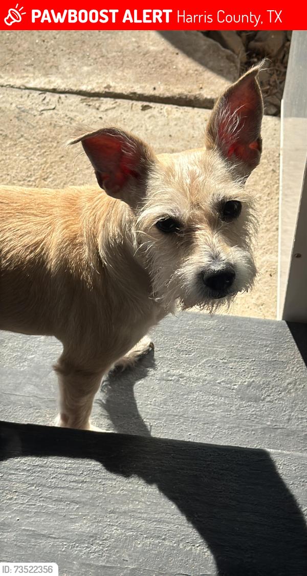 Lost Female Dog last seen Randy and Morton, Harris County, TX 77449