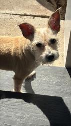 Lost Female Dog last seen Randy and Morton, Harris County, TX 77449