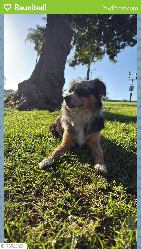 Reunited Male Dog last seen 7eleven, Chula Vista, CA 91910