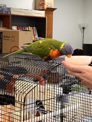 Found/Stray Unknown Bird last seen st albans reserve, Clearview, SA 5085