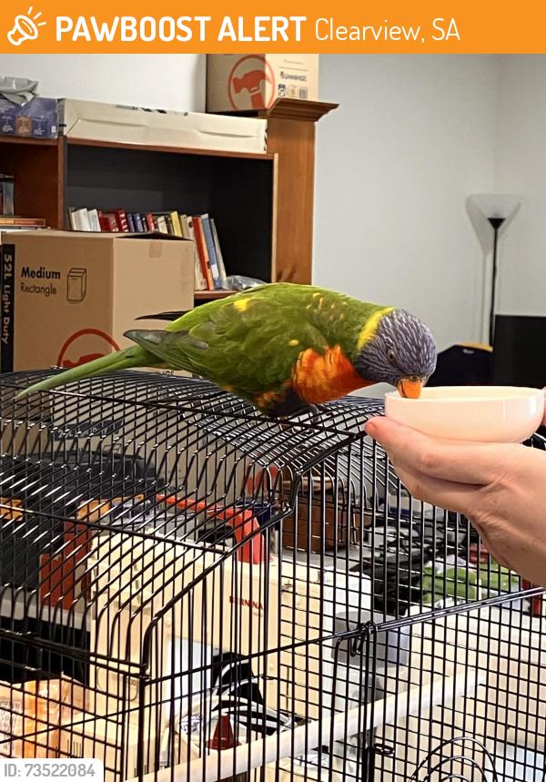 Found/Stray Unknown Bird last seen st albans reserve, Clearview, SA 5085