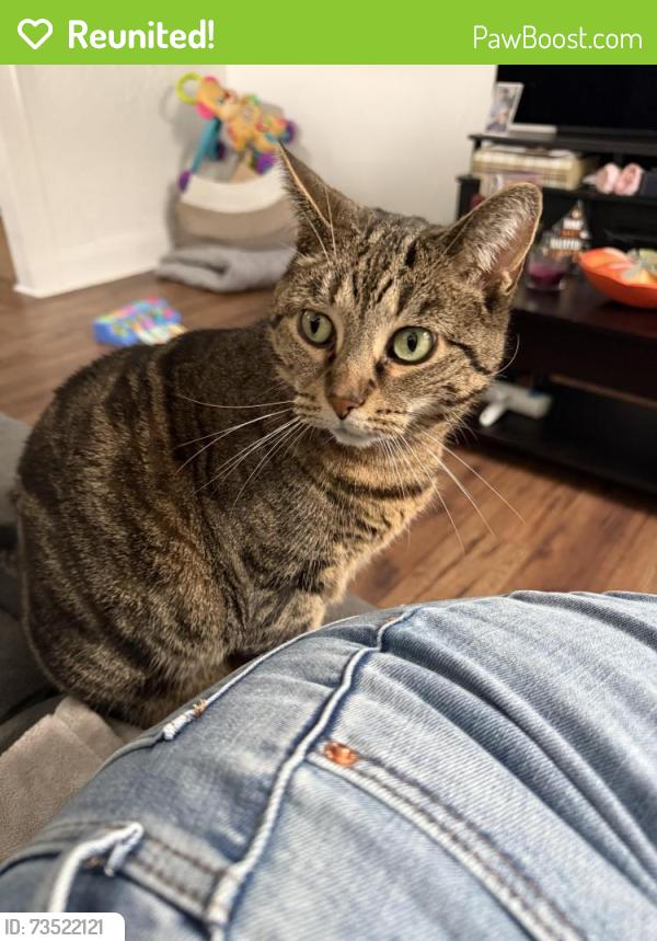 Reunited Female Cat last seen Frederick Avenue, Hawthorne, NJ 07506
