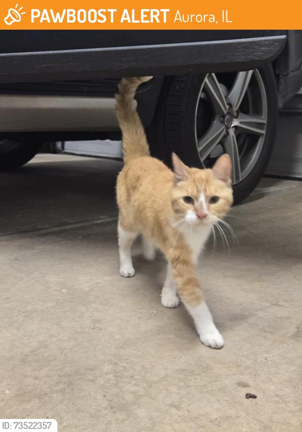 Found/Stray Female Cat last seen Haftenrichter Rd and Middlebury Dr, Aurora, IL 60503