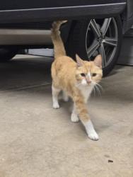 Found/Stray Female Cat last seen Haftenrichter Rd and Middlebury Dr, Aurora, IL 60503