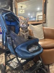 Lost Female Cat last seen Holburn Drive and Ramsgate Lane, Huntington Beach, CA 92646