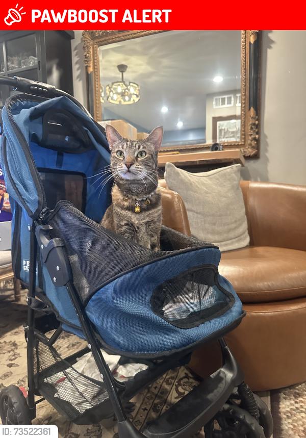 Lost Female Cat last seen Holburn Drive and Ramsgate Lane, Huntington Beach, CA 92646
