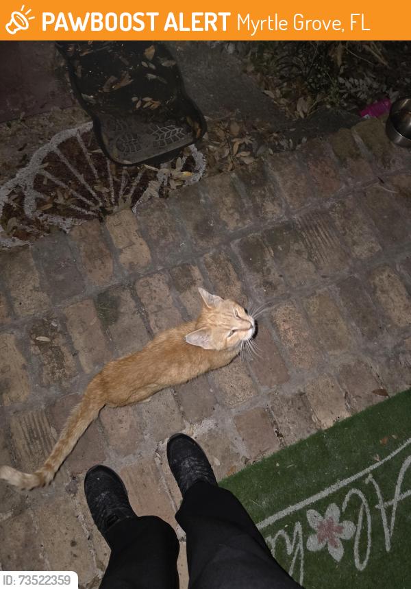 Found/Stray Unknown Cat last seen Fairfield and 69th, Myrtle Grove, FL 32506