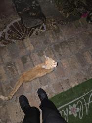 Found/Stray Unknown Cat last seen Fairfield and 69th, Myrtle Grove, FL 32506