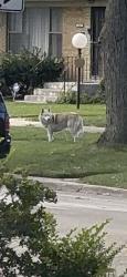 Reunited Male Dog last seen Near James E Mcdade classical school, Chicago, IL 60619