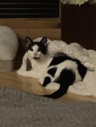 Reunited Male Cat last seen Southlands, Aurora, CO 80016