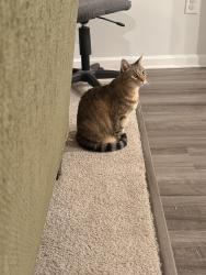 Reunited Female Cat last seen Summerdale, Fuquay-Varina, NC 27526