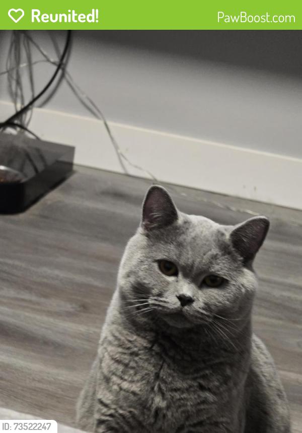 Reunited Male Cat last seen 118ave and 34 street, Edmonton, AB T5W 5J8