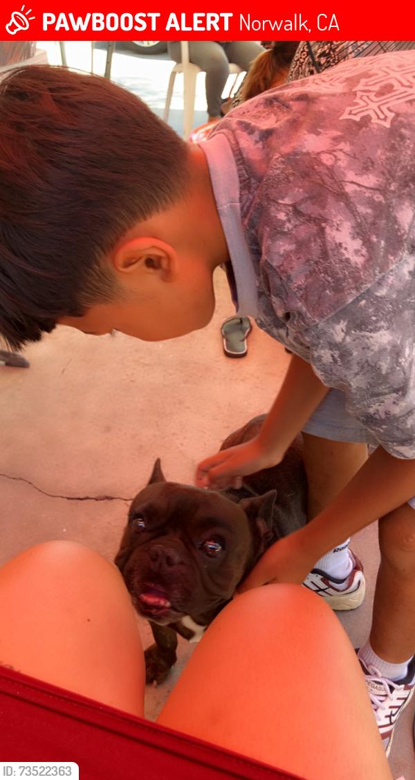 Lost Male Dog last seen Alondra, Norwalk, CA 90650