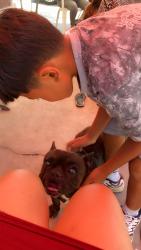 Lost Male Dog last seen Alondra, Norwalk, CA 90650