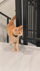 Reunited Unknown Cat last seen Gage apmts, Tacoma, WA 98465