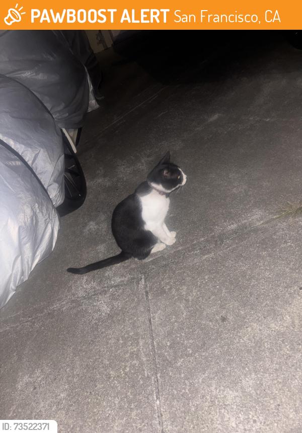 Found/Stray Female Cat last seen Harold and Grafton, San Francisco, CA 94112
