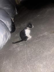 Found/Stray Female Cat last seen Harold and Grafton, San Francisco, CA 94112