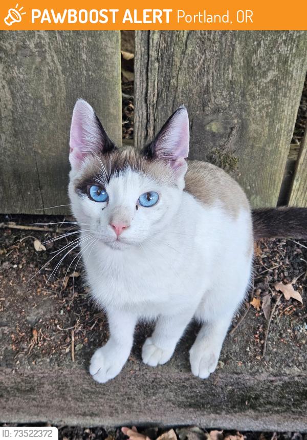 Found/Stray Male Cat last seen Simpson and Killingsworth, Portland, OR 97218