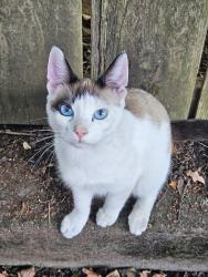 Found/Stray Male Cat last seen Simpson and Killingsworth, Portland, OR 97218