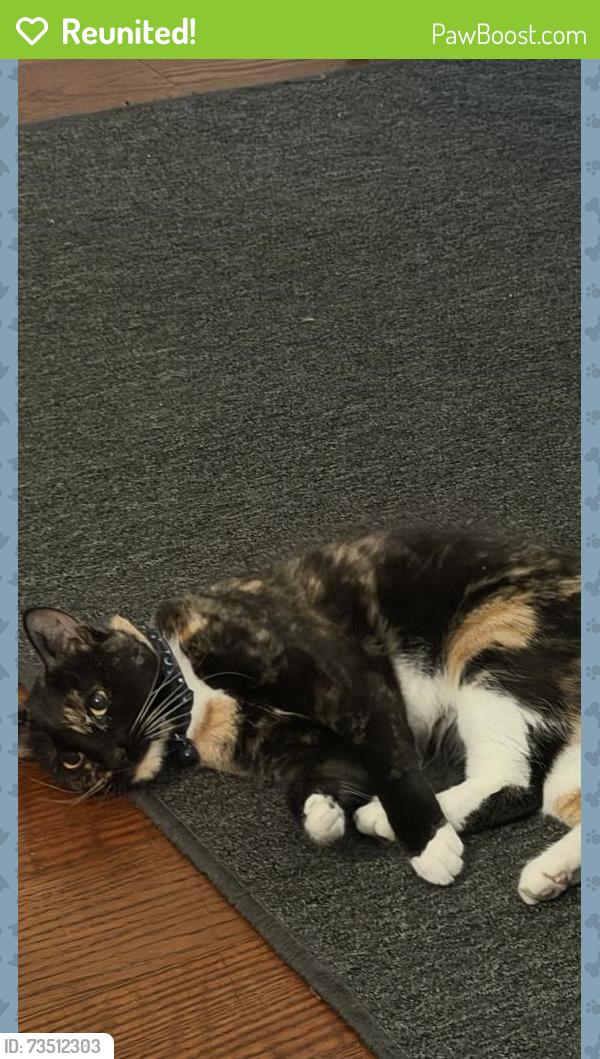 Reunited Female Cat last seen Parkway dr, La Mesa, CA 91942