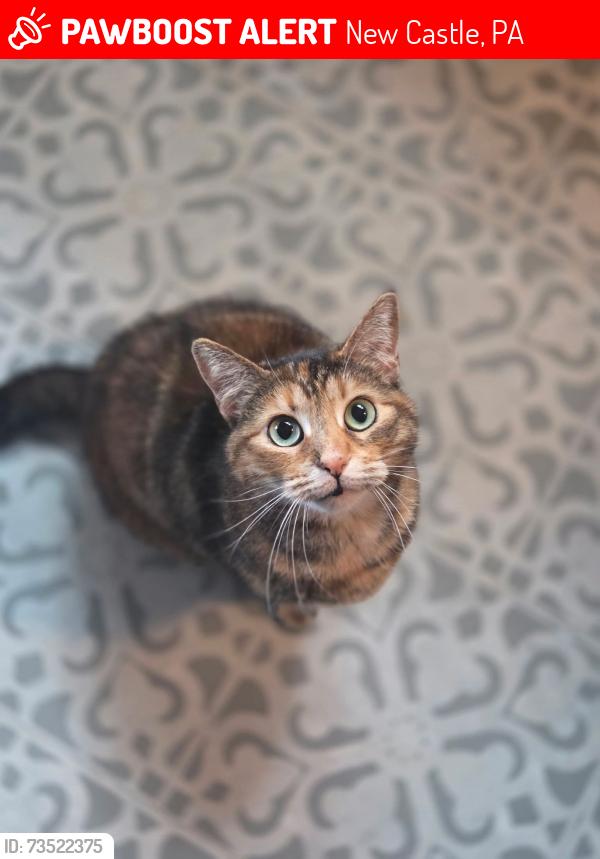 Lost Female Cat last seen Delaware Avenue and Sumner Avenue, New Castle, PA 16105