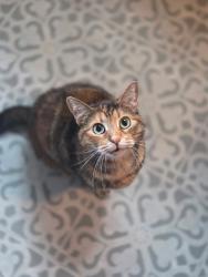 Lost Female Cat last seen Delaware Avenue and Sumner Avenue, New Castle, PA 16105